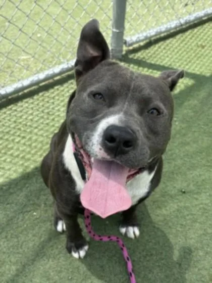 A young large-sized male Pit Bull Terrier dog named Enzo for adoption in Los Angeles, CA