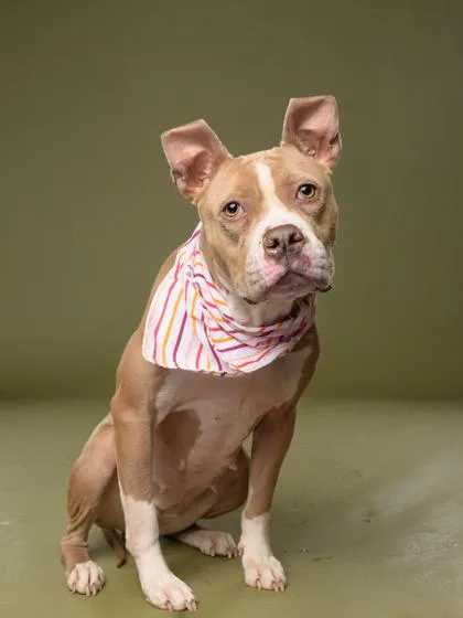 An adult medium-sized female Pit Bull Terrier dog named Ester for adoption in Atlanta, GA