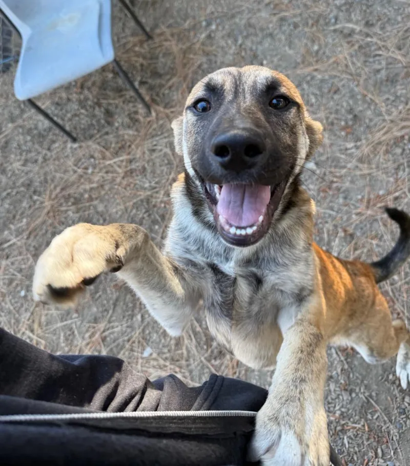 A baby large-sized male Shepherd dog named Heath for adoption in Lemoore, CA