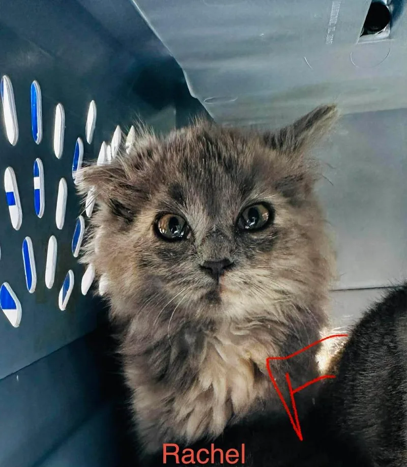 A baby medium-sized female Domestic Short Hair cat named Rachel for adoption in Cloquet, MN