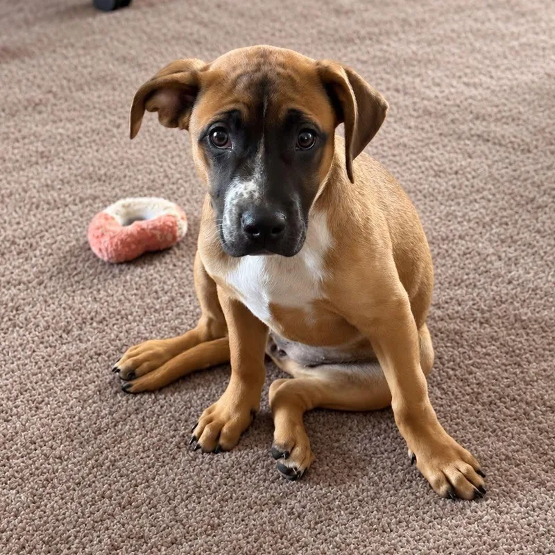 A young medium-sized female Mixed Breed dog named Stormfly for adoption in Racine, WI