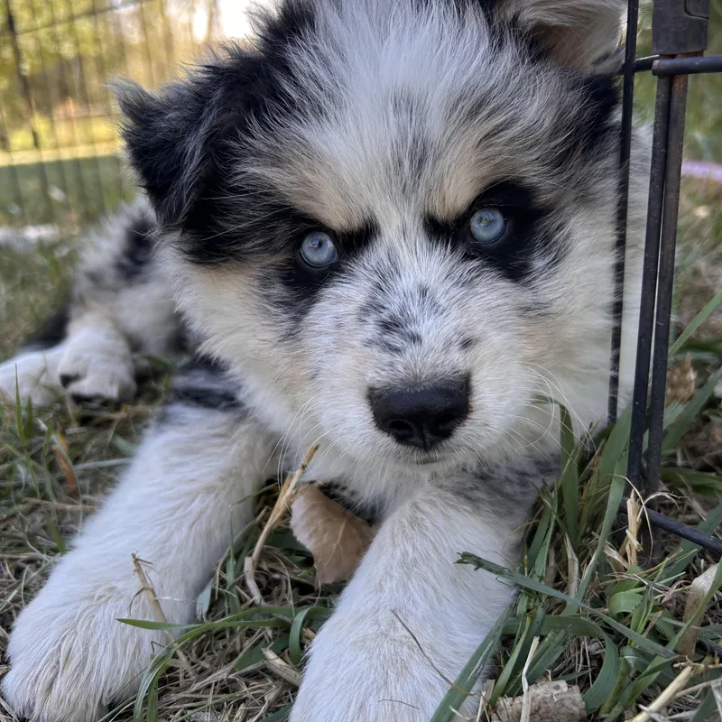 A baby medium-sized male Merle (Blue) Australian Shepherd dog named Summit for adoption in Durango, CO