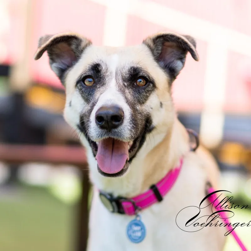 A young medium-sized female White / Cream Shepherd dog named Ashley for adoption in sherman oaks, CA