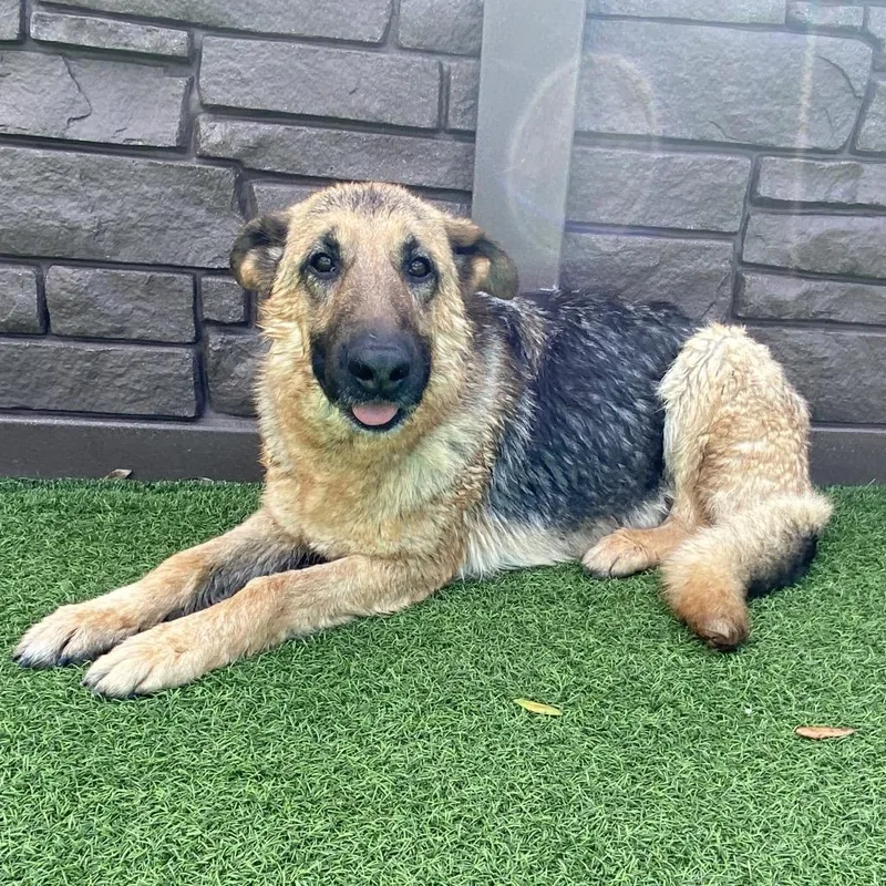 An adult large-sized female Brown / Chocolate German Shepherd Dog dog named Lulu for adoption in LOXAHATCHEE, FL