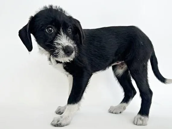 A baby small-sized female Terrier dog named Bree for adoption in Saint Louis, MO