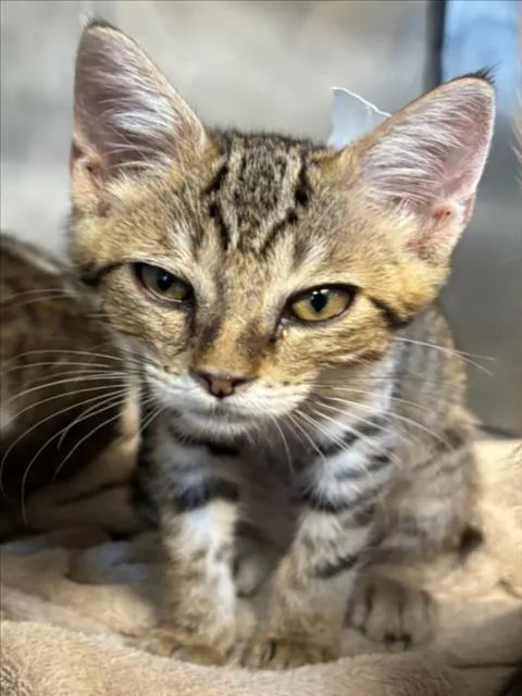 A baby small-sized female Brown / Chocolate Domestic Short Hair cat named Feeney for adoption in Woodland, CA