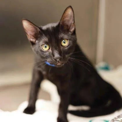 A baby small-sized male Black Domestic Short Hair cat named Gilly for adoption in Atlanta, GA