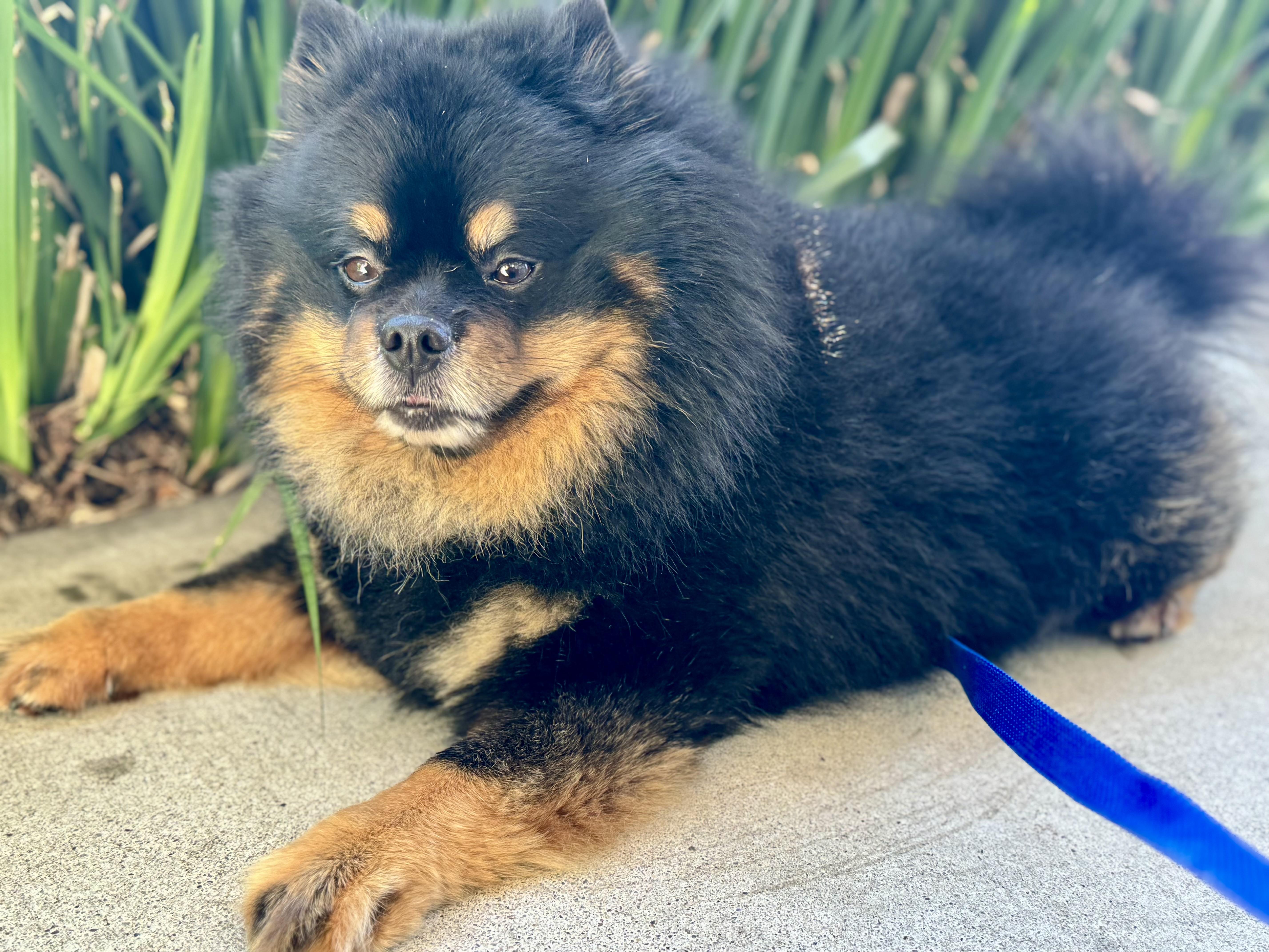 A young small-sized male Black Pomeranian dog named Bowser for adoption in Elk Grove, CA