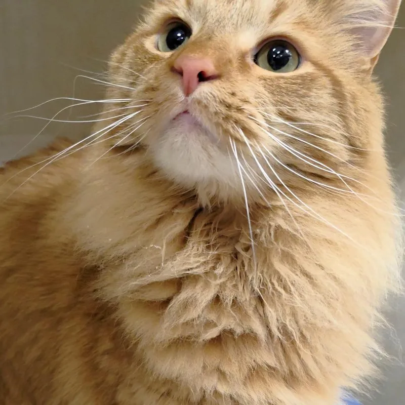 An adult large-sized male Orange / Red Domestic Medium Hair cat named Kaplin for adoption in Michigan City, IN