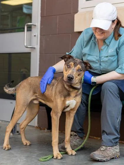 An adult large-sized male Mixed Breed dog named Quan for adoption in Chamblee, GA