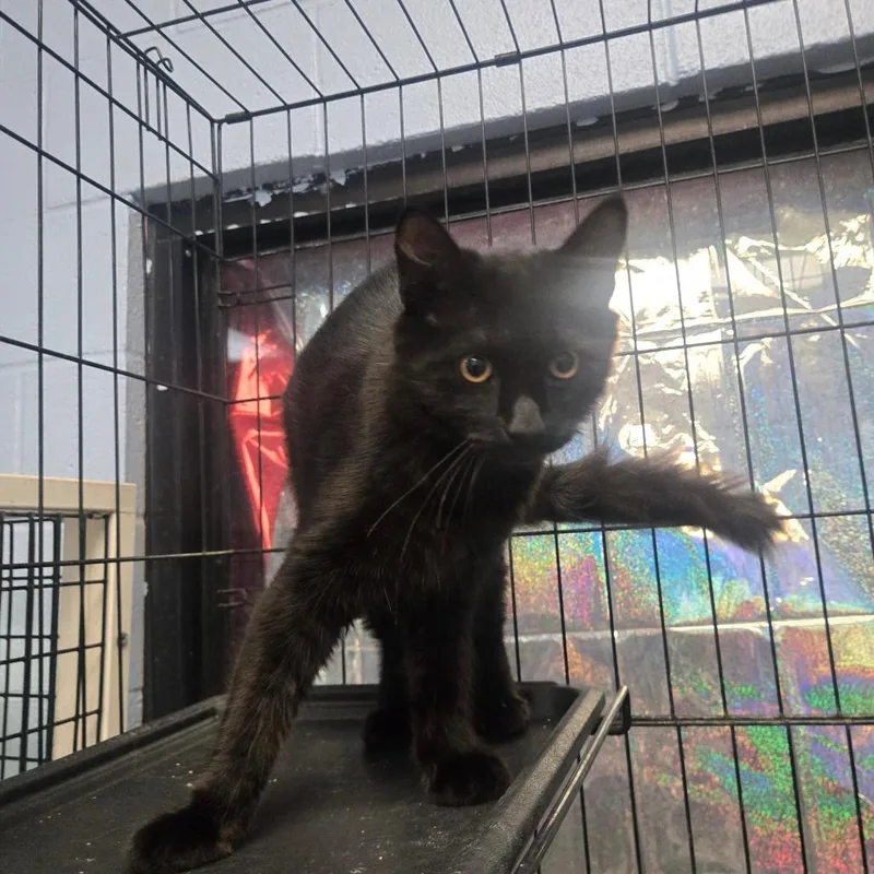 A young medium-sized male Black Domestic Medium Hair cat named Jack for adoption in Amarillo, TX