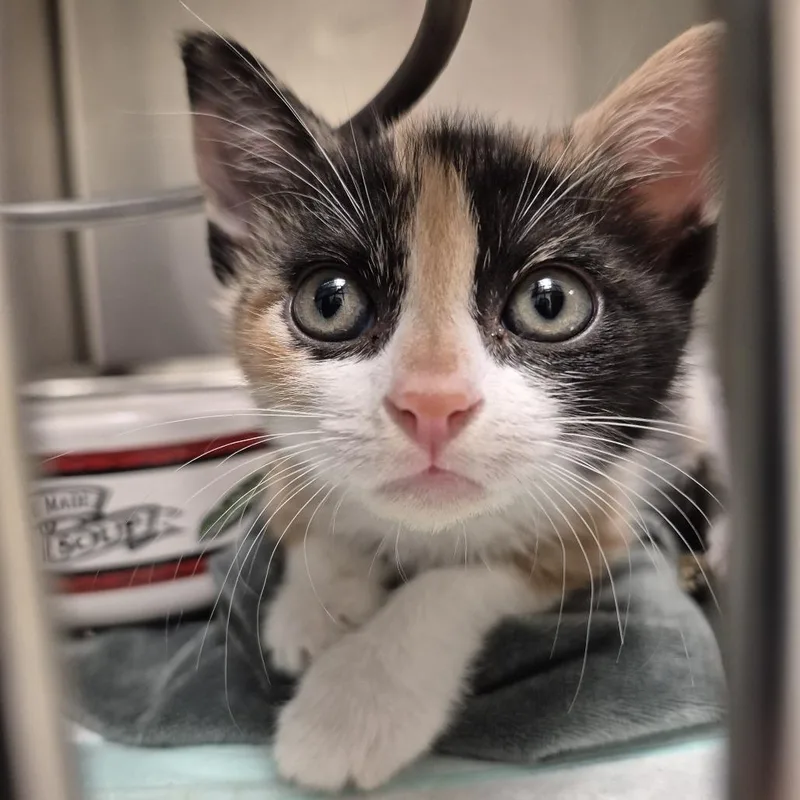 A baby small-sized female Calico Domestic Short Hair cat named Marilyn Monroe for adoption in Columbus, GA