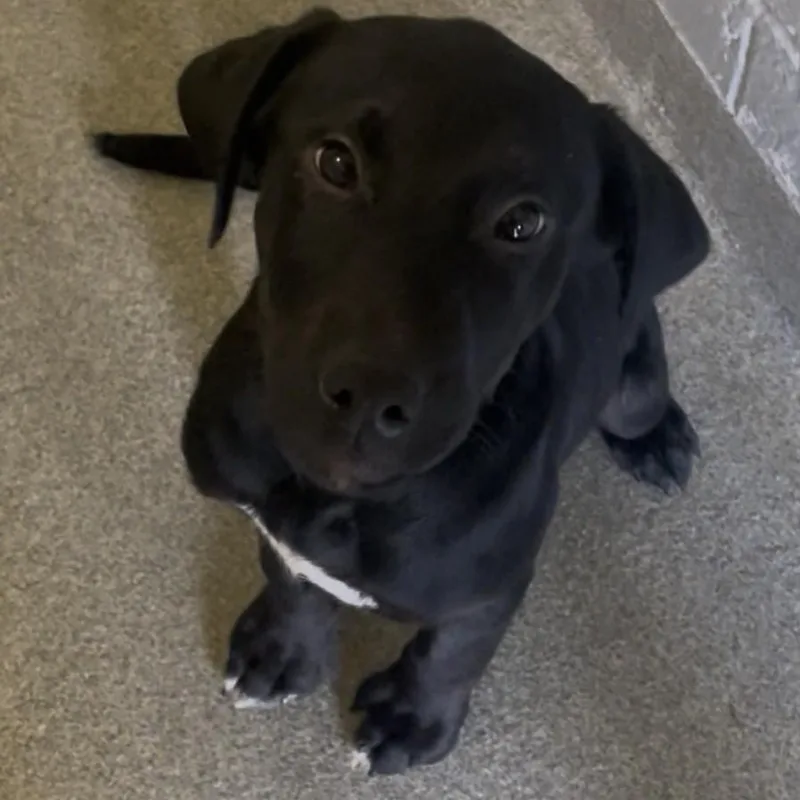 A baby small-sized male Labrador Retriever dog named Issac for adoption in New Philadelphia, OH