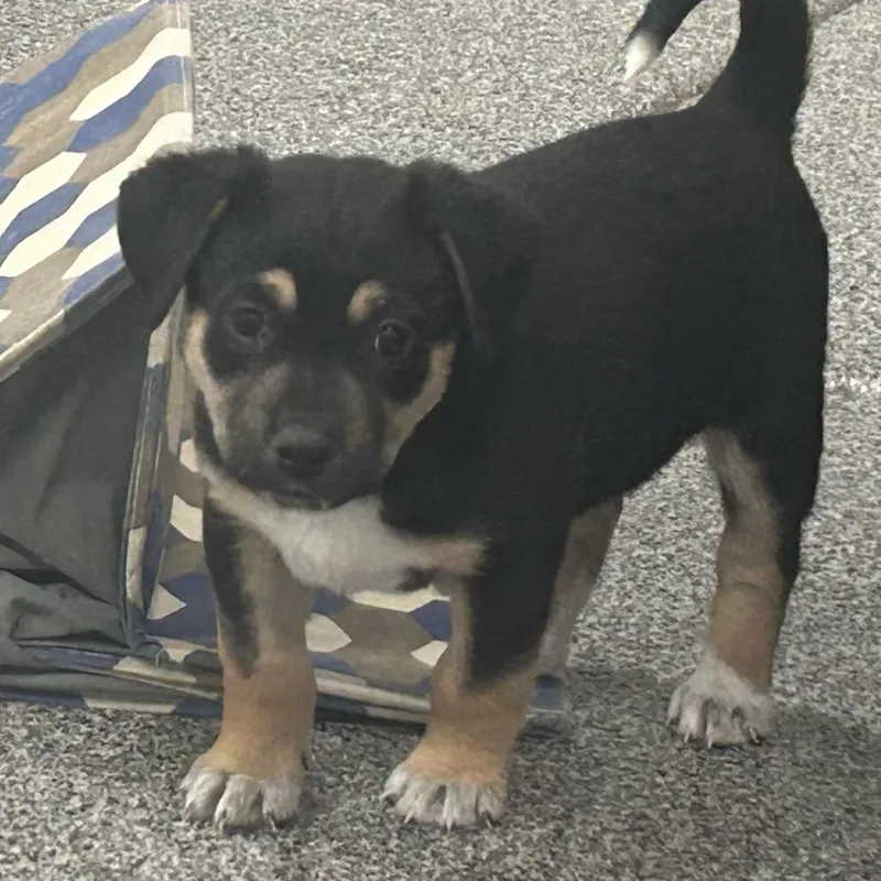 A baby small-sized male Black Mixed Breed dog named Sleeping Bag for adoption in Park City, UT