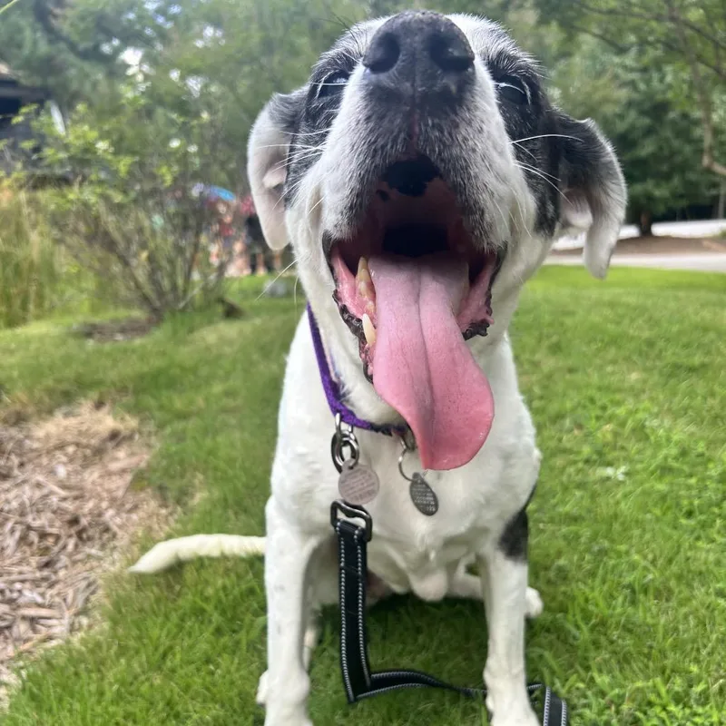 Jazzy Lee thumbnail 3