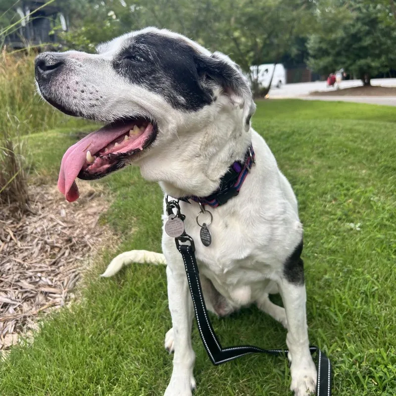 Jazzy Lee thumbnail 5