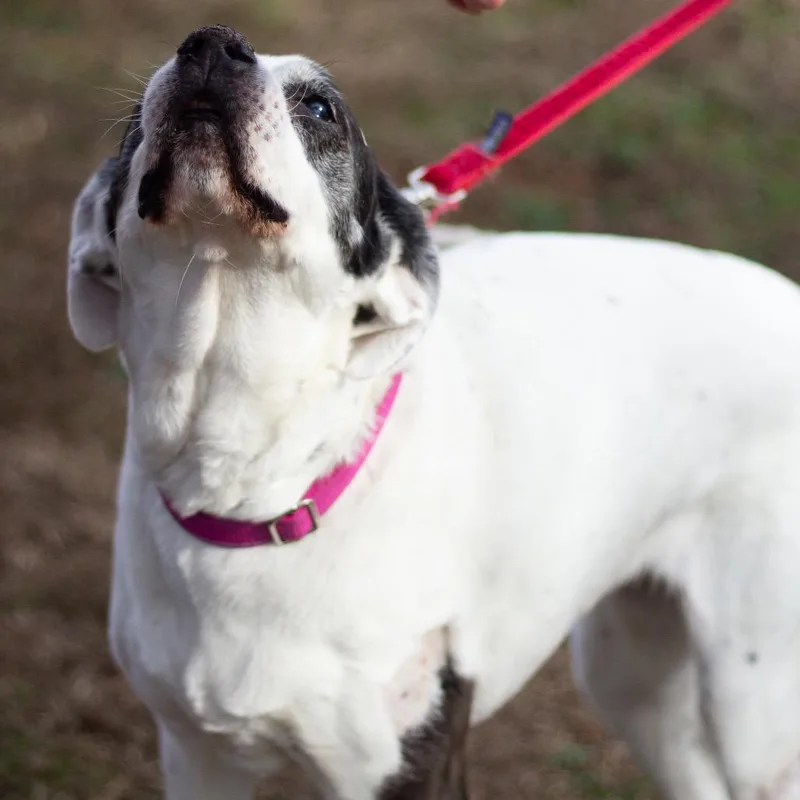 Jazzy Lee thumbnail 6