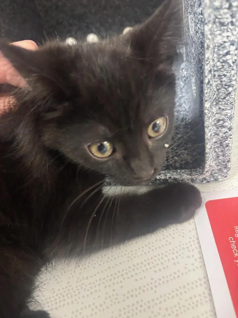 A baby large-sized female Domestic Short Hair cat named Maribel for adoption in Greenfield, IN