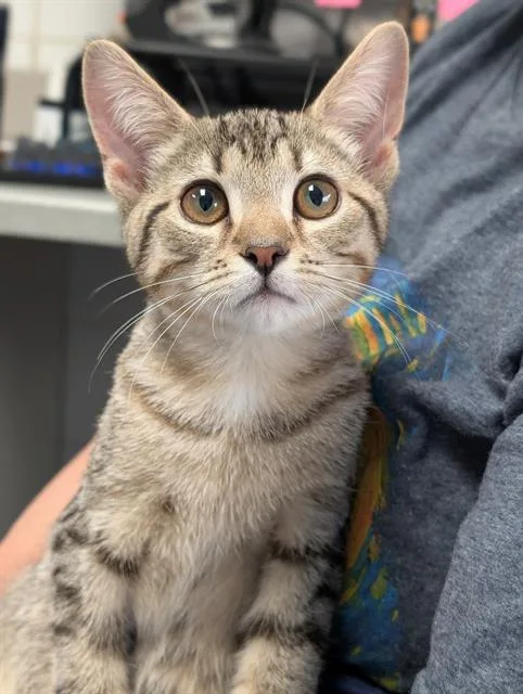 A baby small-sized female Domestic Short Hair cat named Smuckers for adoption in Canfield, OH