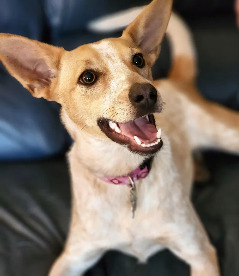 Roux