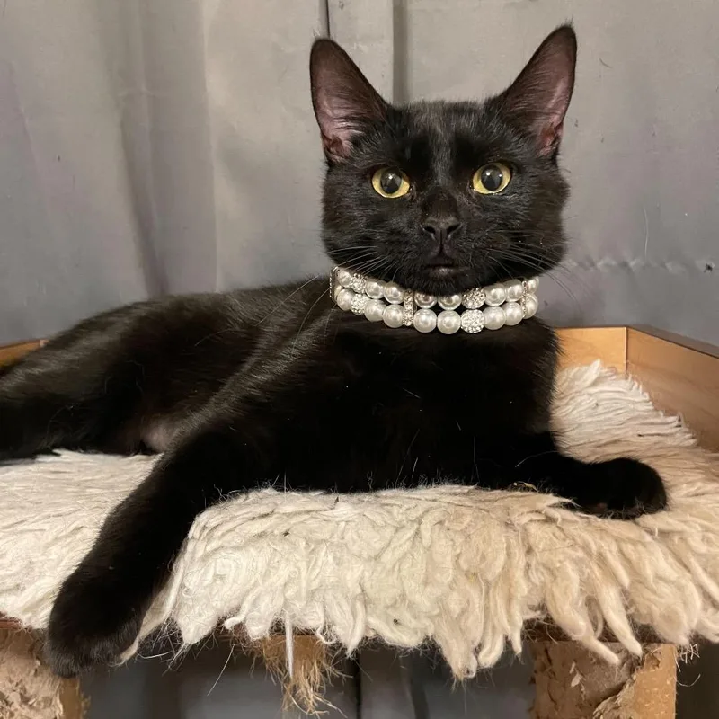 Lady Lasagna thumbnail 2