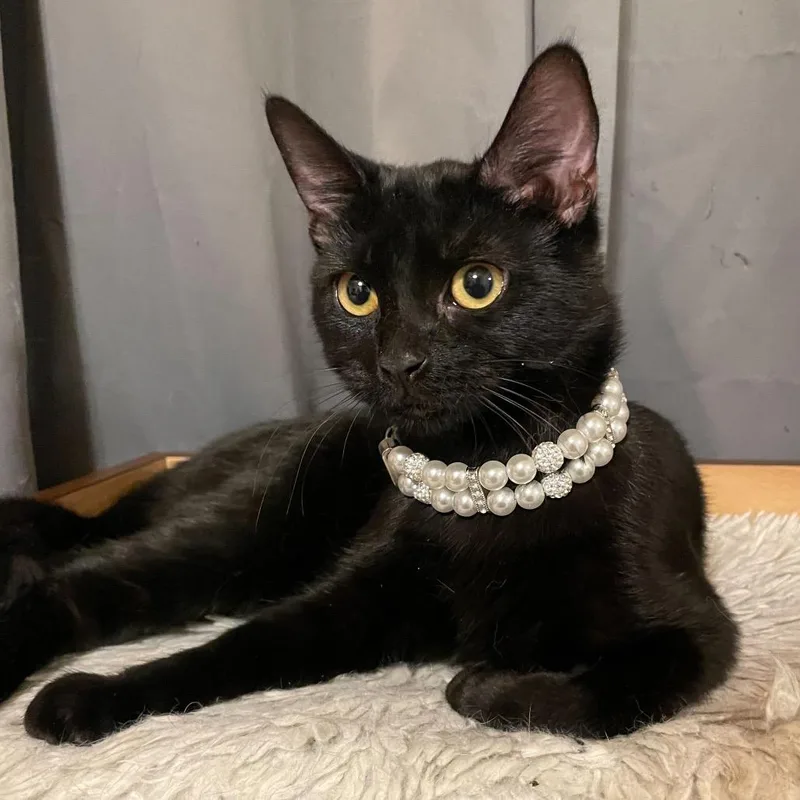 Lady Lasagna thumbnail 3