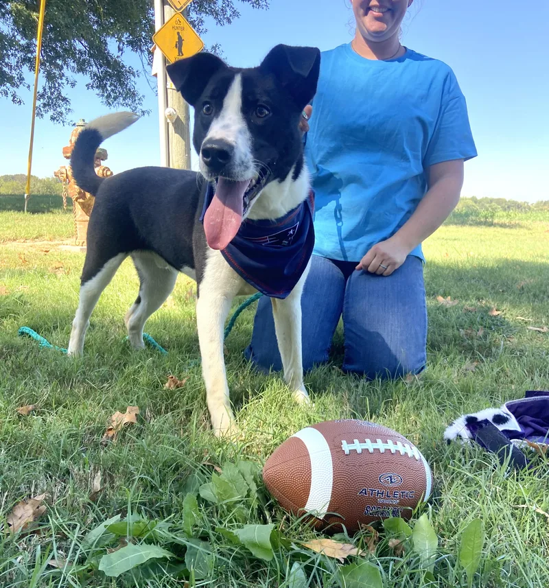 A baby medium-sized male Labrador Retriever dog named Reggie Dolittle for adoption in Andover, MA