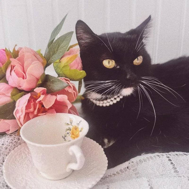 An adult medium-sized female Black Domestic Short Hair cat named Tessa for adoption in Brownsboro, AL