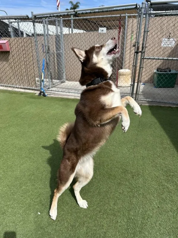 A senior large-sized female Siberian Husky dog named Kola for adoption in Oceanside, CA