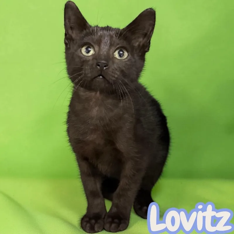 A baby medium-sized male Domestic Short Hair cat named Lovitz for adoption in Sorrento, LA