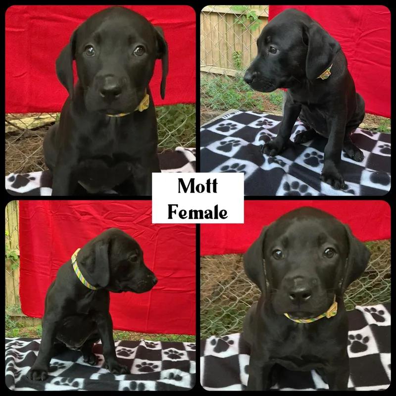 Mott  "Duck" Litter thumbnail 2