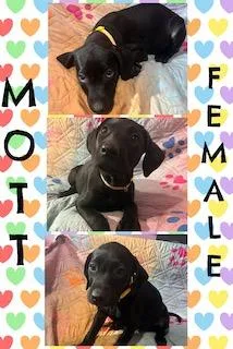 Mott  "Duck" Litter thumbnail 3