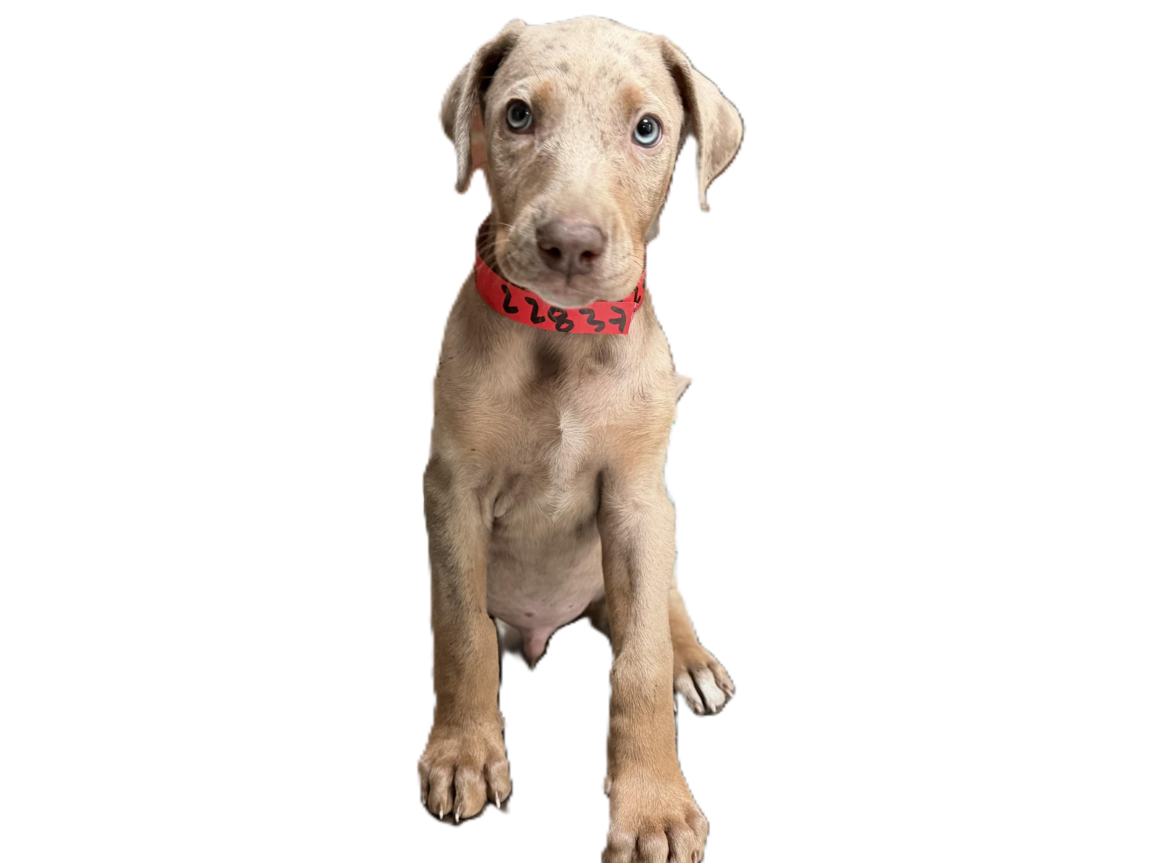 A baby medium-sized male Doberman Pinscher dog named Forest for adoption in Los Angeles, CA