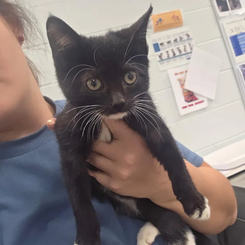 A baby small-sized female Domestic Long Hair cat named Vamp for adoption in Chattanooga, TN