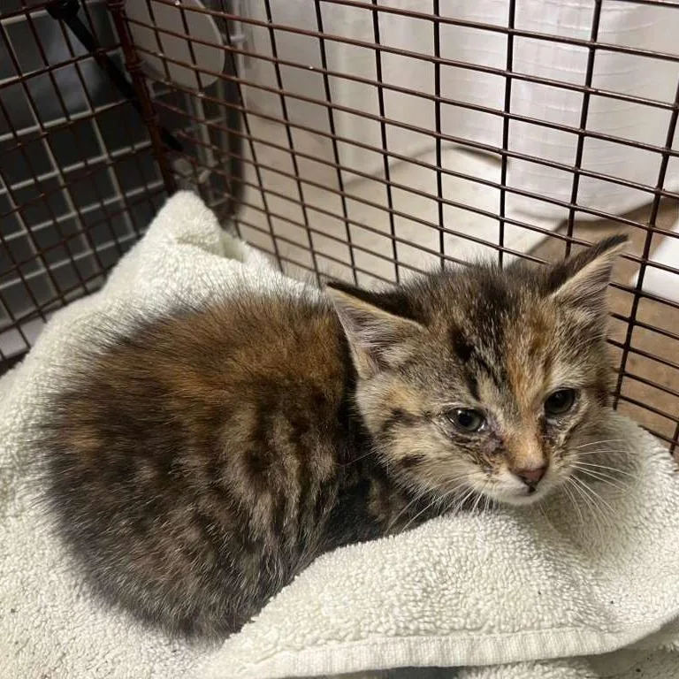 A baby small-sized female Brown / Chocolate Domestic Short Hair cat named Meadow for adoption in Winchester, VA