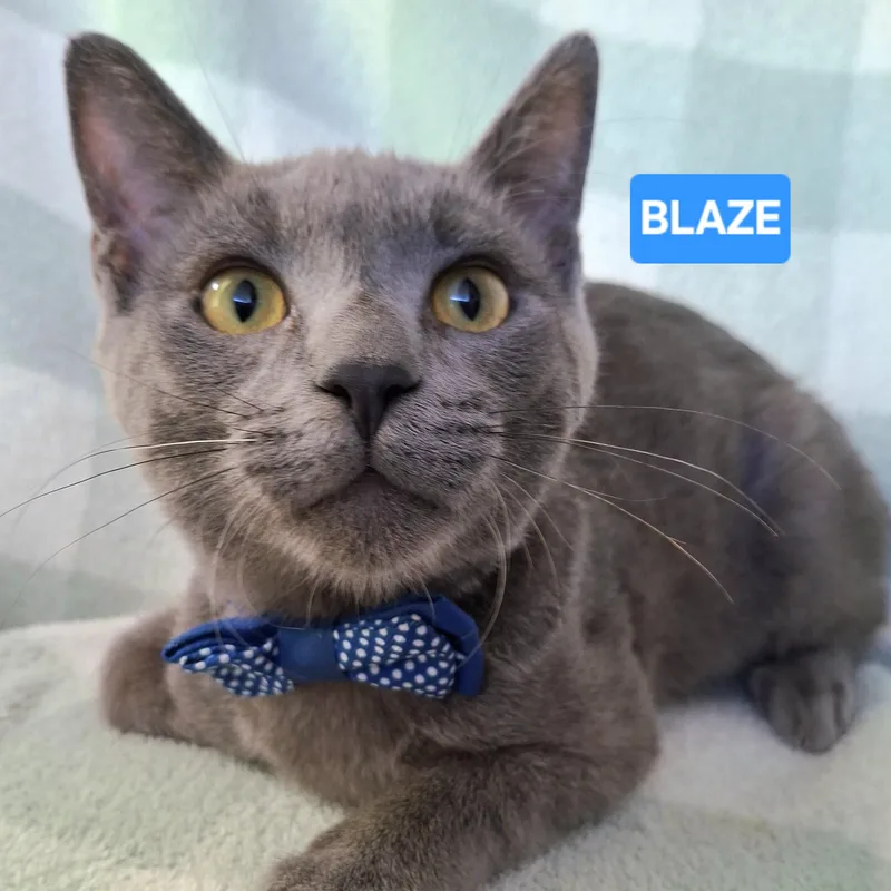 A baby small-sized male Gray / Blue / Silver Russian Blue cat named Blaze for adoption in Fullerton, CA
