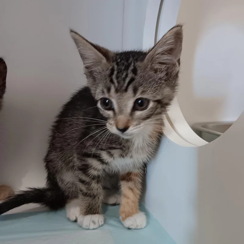 A baby small-sized female Calico Domestic Short Hair cat named Macchiato for adoption in Elizabeth City, NC