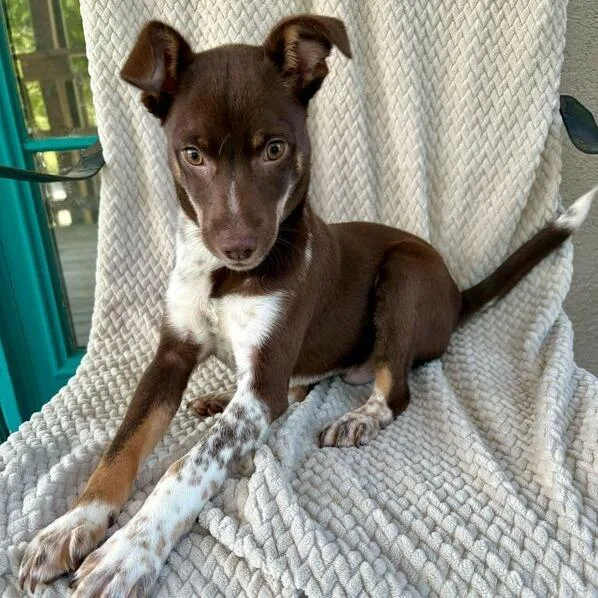 Baby Shark thumbnail 2