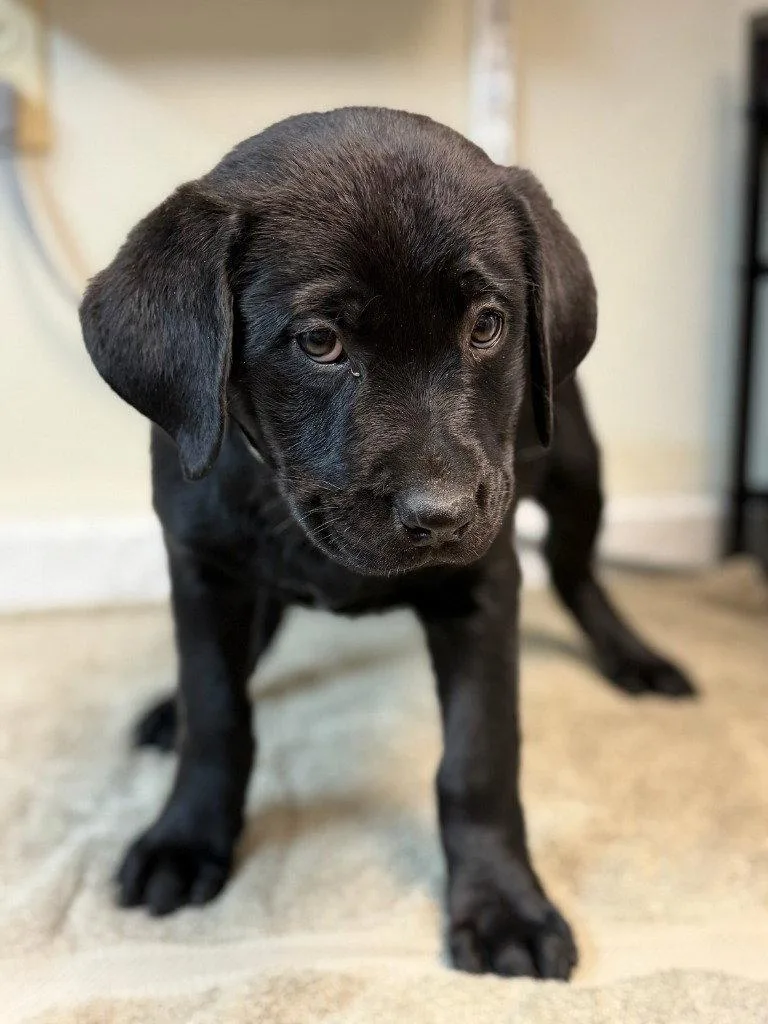 A baby small-sized female Rottweiler dog named Ariel for adoption in Lovingston, VA