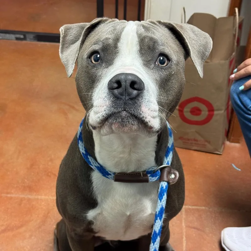 An adult medium-sized male Gray / Blue / Silver Pit Bull Terrier dog named Arthur for adoption in Santa Barbara, CA