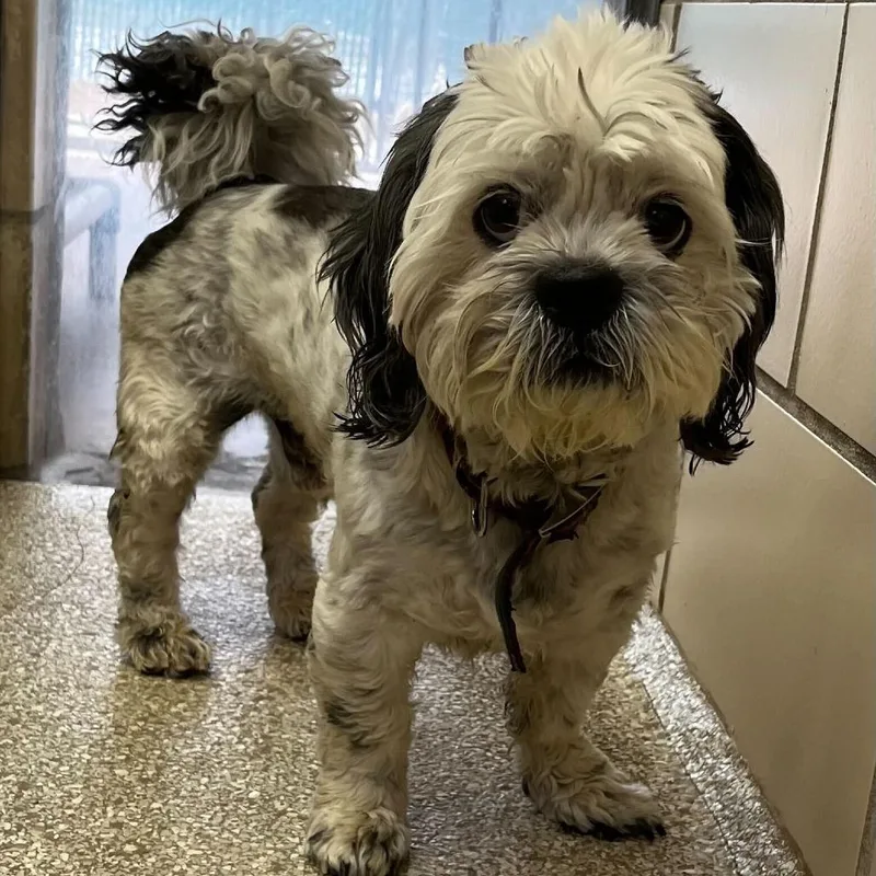 An adult small-sized male Shih Tzu dog named "Wasabi" for adoption in Perkiomenville, PA