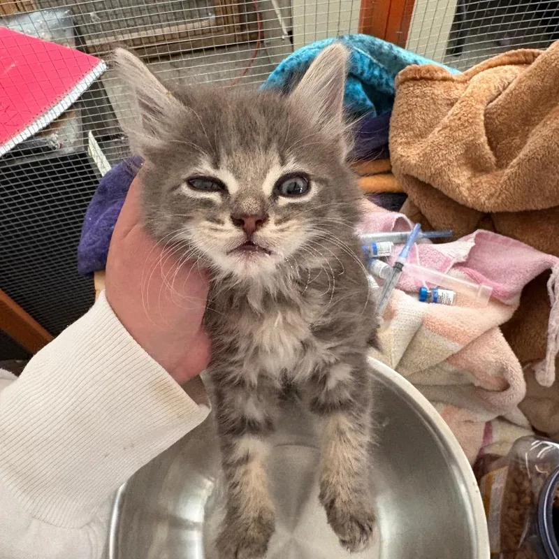 A baby small-sized female Gray / Blue / Silver Domestic Medium Hair cat named Kiwi for adoption in Pacific Palisades, CA