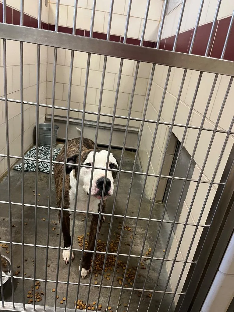 An adult medium-sized male Terrier dog named Zeus for adoption in Wintersville, OH