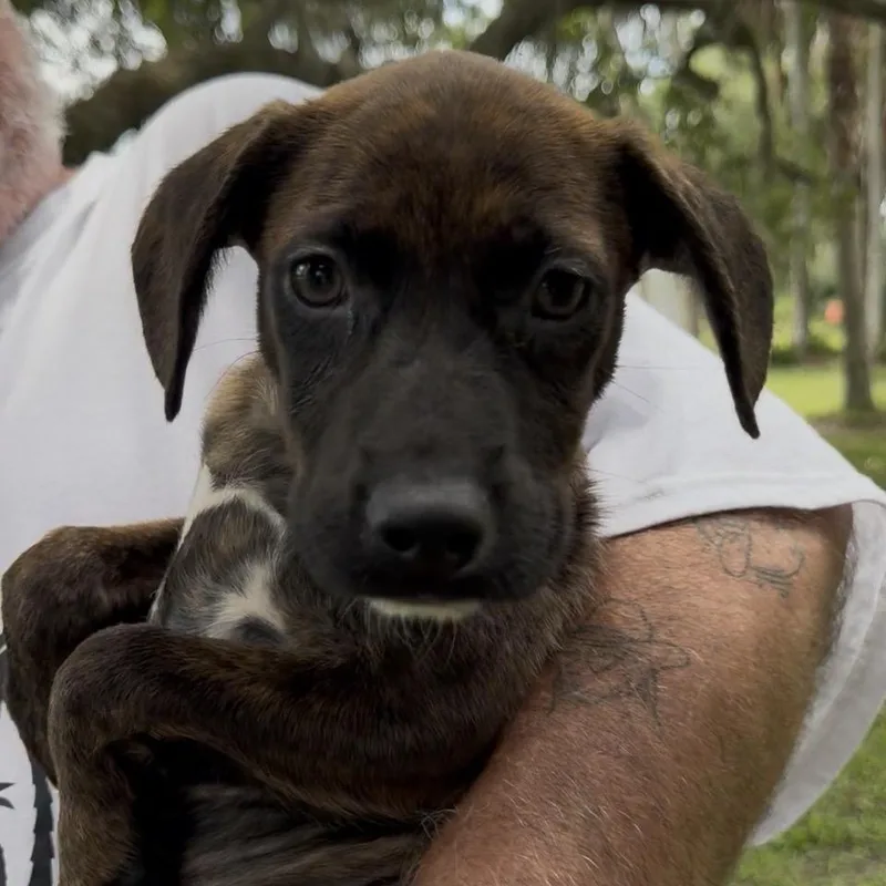 A baby small-sized female Brindle Hound dog named Shannon for adoption in Indiantown, FL