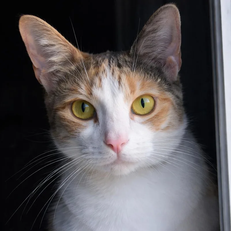 Honeybun thumbnail 2