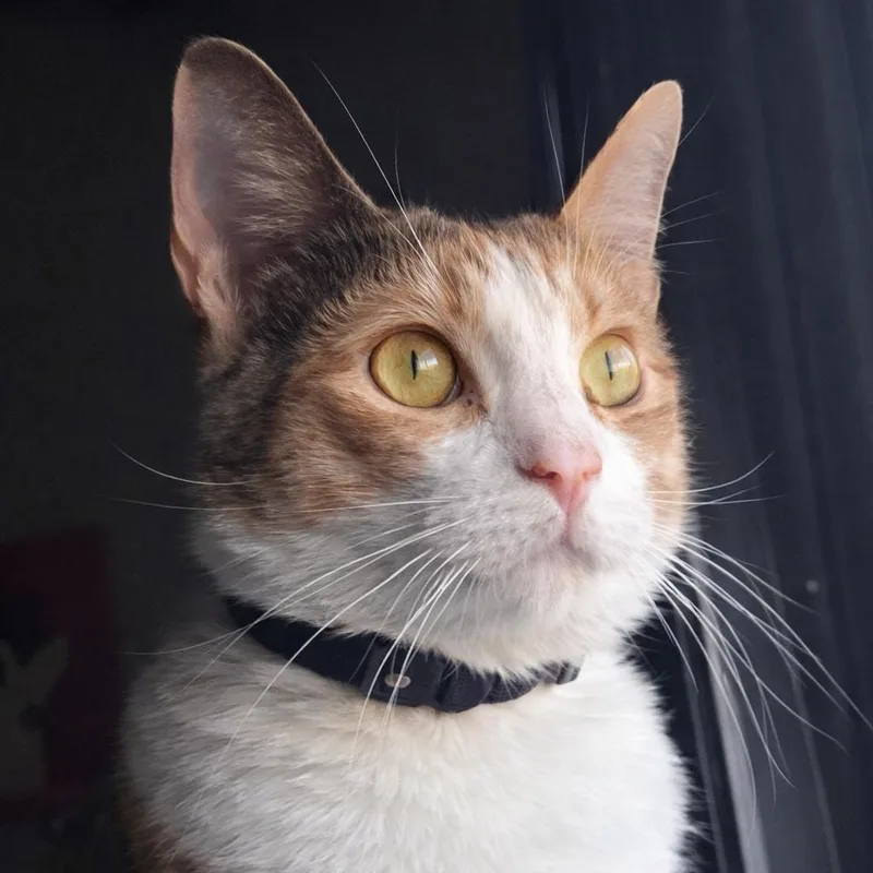 Honeybun thumbnail 3