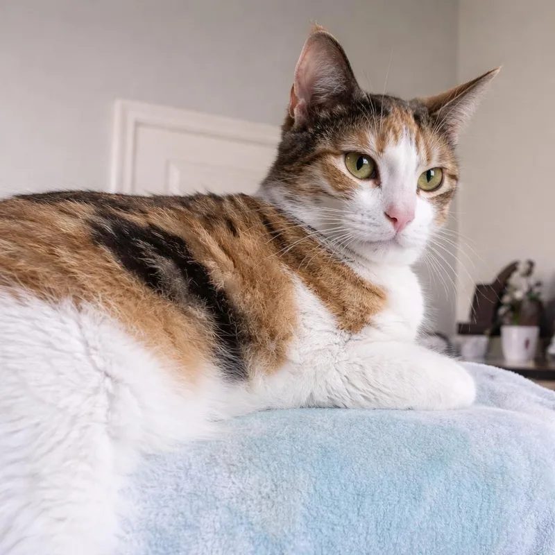 Honeybun thumbnail 4