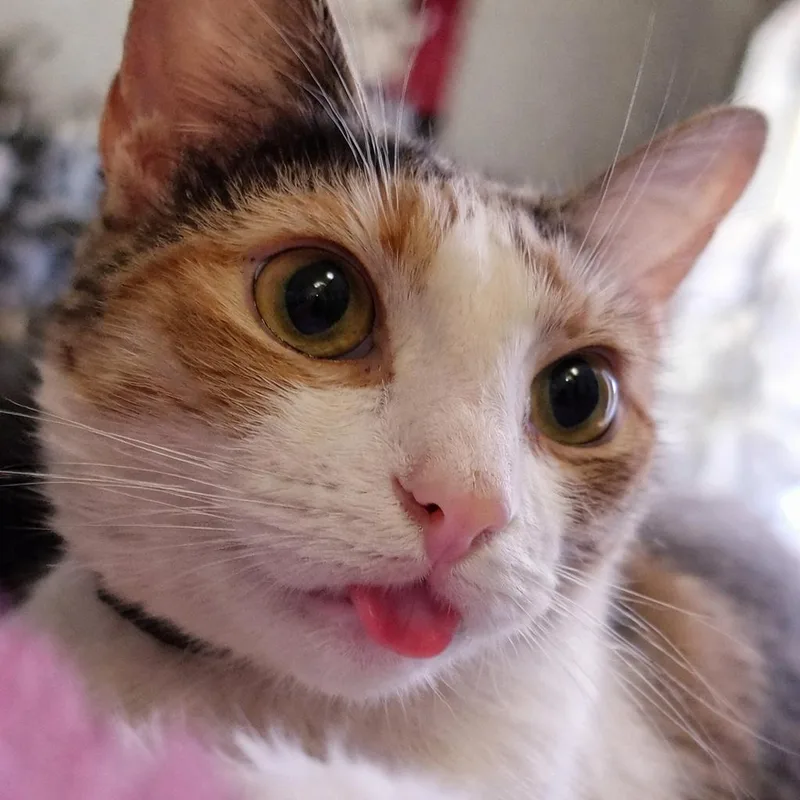 Honeybun thumbnail 5