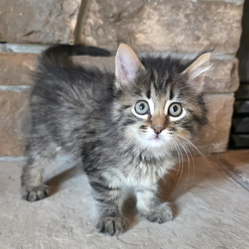 A baby small-sized male Brown / Chocolate Domestic Short Hair cat named Taquito C for adoption in Princeton, MN