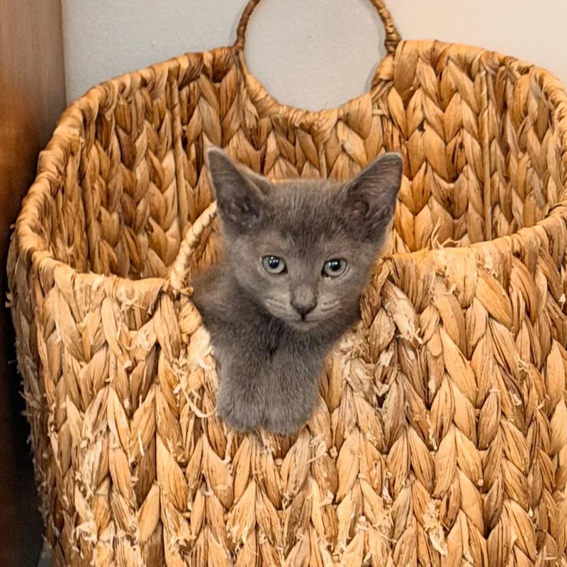 A baby small-sized female Gray / Blue / Silver Domestic Short Hair cat named Juniper for adoption in Durham, NC